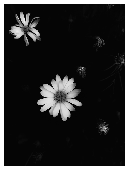 blooming flower garden in black and white Art Print by Timmy333