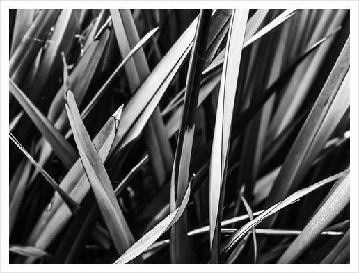 leaves texture abstract background in black and white Art Print by Timmy333