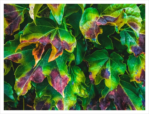 closeup green ivy leaves texture background Art Print by Timmy333