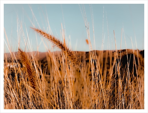 Closeup blooming grass flowers with blue sky background Art Print by Timmy333