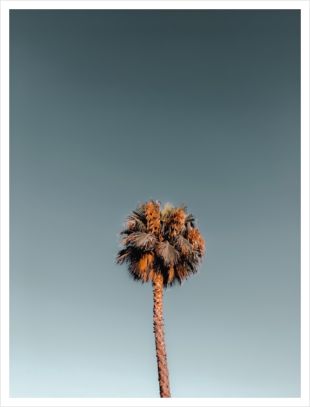 Isolated tropical palm tree in summer with blue sky Art Print by Timmy333