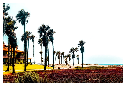 beach and palm tree at Oxnard Beach, California, USA Art Print by Timmy333