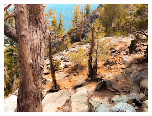 green pine tree at Lake Tahoe California USA Art Print by Timmy333