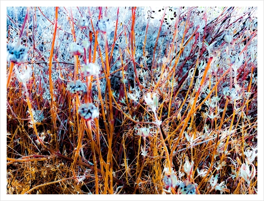 dry wildflowers abstract with dry grass background Art Print by Timmy333