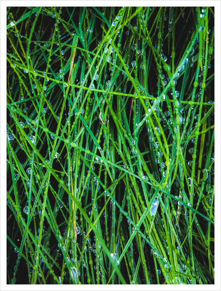 closeup green grass field texture with raindrops Art Print by Timmy333