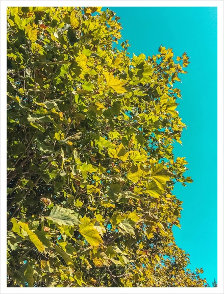 Green tree leaves with blue sky background Art Print by Timmy333