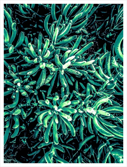 green succulent plant texture background Art Print by Timmy333