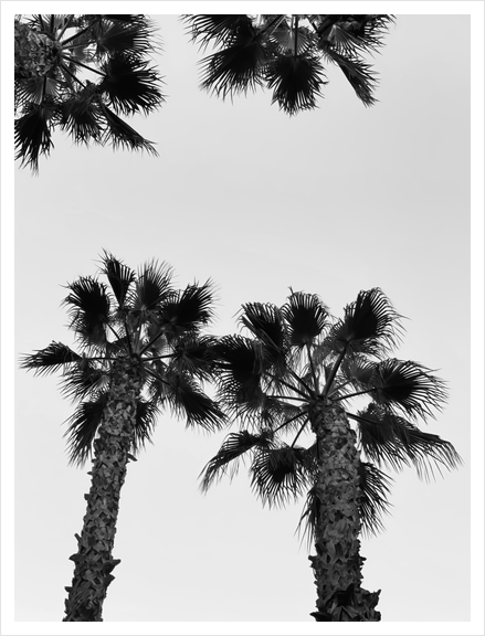 palm tree with clear sky in black and white Art Print by Timmy333