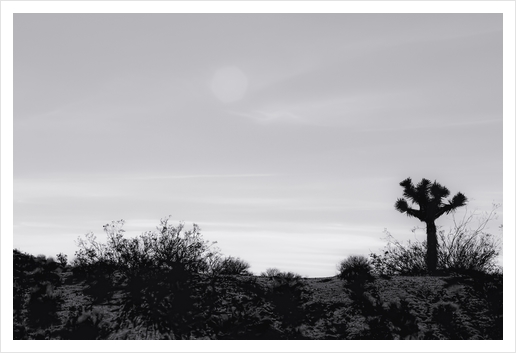 cactus in desert at Red Rock Canyon, California, USA in black and white Art Print by Timmy333