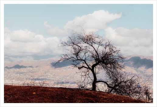 Isolated tree on the mountain with blue cloudy sky from the hiking trail to Hollywood Sign Los Angeles California USA Art Print by Timmy333