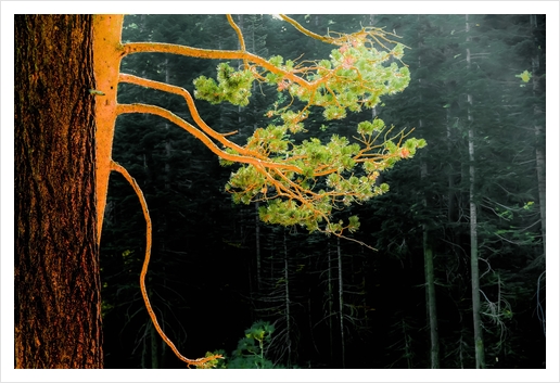 closeup green pine tree in the wood at Lake Tahoe, USA Art Print by Timmy333