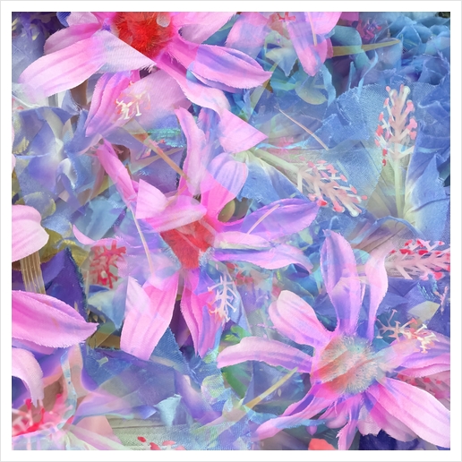 blooming pink and blue daisy flower abstract background Art Print by Timmy333