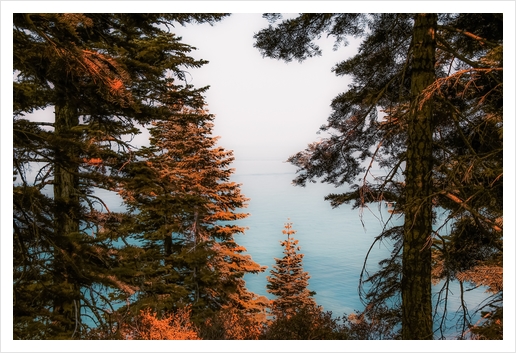 Pine tree and lake view at Emerald Bay Lake Tahoe California USA Art Print by Timmy333