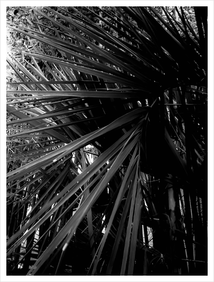 palm leaves texture abstract background in black and white Art Print by Timmy333