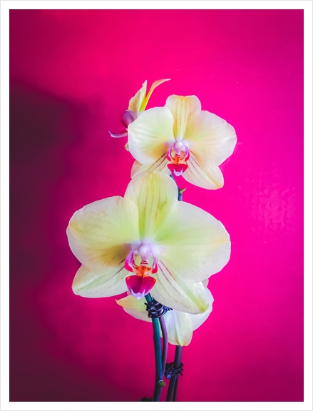 closeup white and pink orchids plant with pink background Art Print by Timmy333