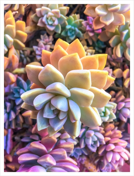 closeup green and pink succulent plant Art Print by Timmy333