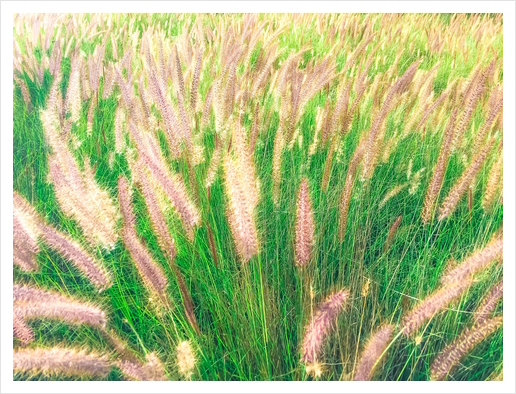 closeup green grass field texture abstract with grass flowers Art Print by Timmy333