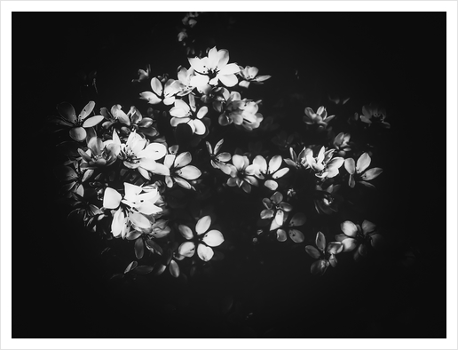 flowers background in black and white Art Print by Timmy333