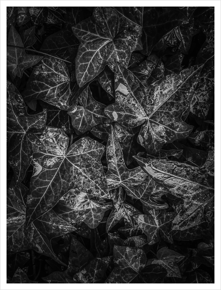 ivy leaves plant texture background in black and white Art Print by Timmy333