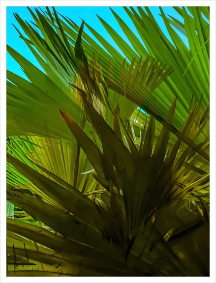 green palm leaves texture with blue sky background Art Print by Timmy333