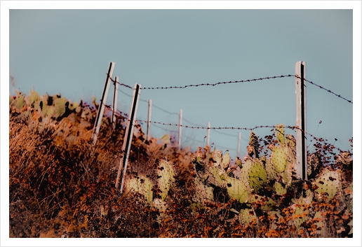 Green cactus garden and blooming flowers and blue sky Art Print by Timmy333