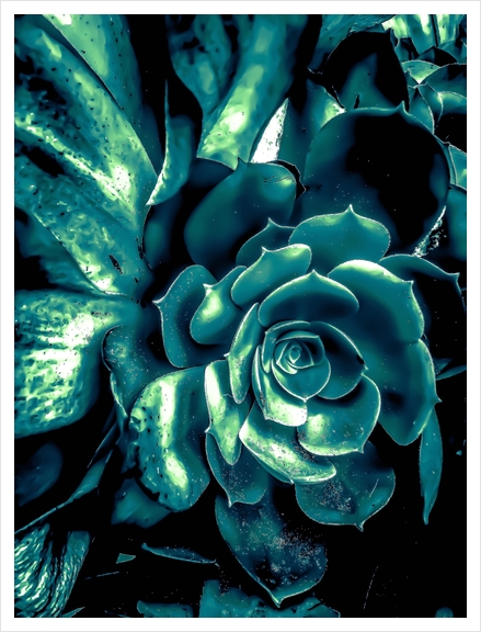 green succulent plant texture background Art Print by Timmy333