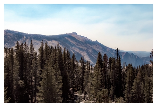 pine tree and mountain view at Yosemite national park California USA Art Print by Timmy333