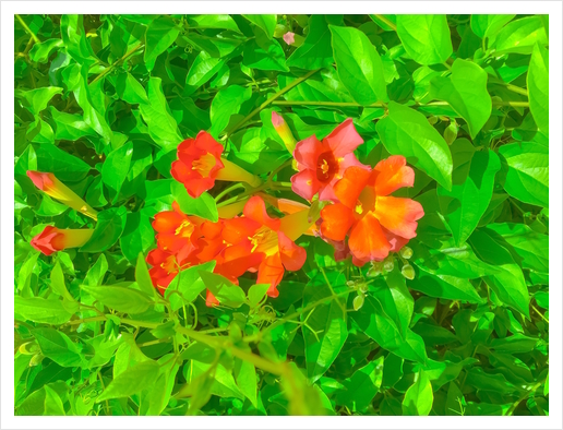 closeup blooming orange flowers with green leaves Art Print by Timmy333