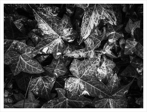 closeup ivy leaves garden texture in black and white Art Print by Timmy333