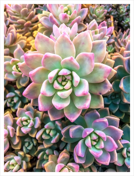 closeup green and pink succulent plant background Art Print by Timmy333