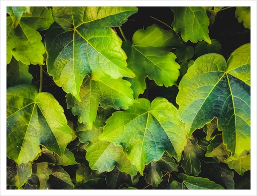 closeup green ivy leaves garden texture background Art Print by Timmy333