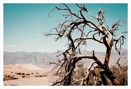 Tree branch in the sand desert and mountain view at Death Valley national park California USA Art Print by Timmy333