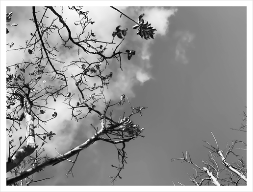 tree branches with clouds and sky background in black and white Art Print by Timmy333