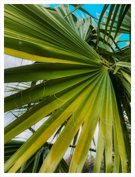 green palm leaves texture with blue sky background Art Print by Timmy333