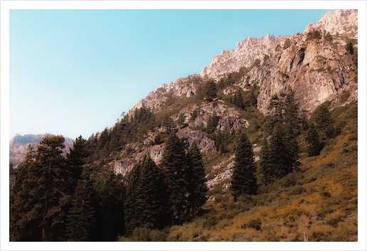 pine tree on the mountain at Lake Tahoe Emerald bay California USA Art Print by Timmy333