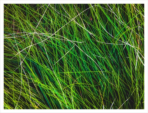 closeup green grass field texture background Art Print by Timmy333