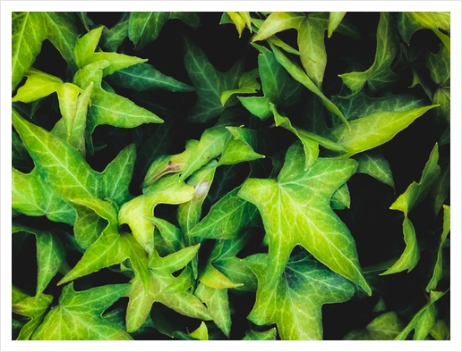 closeup green ivy leaves garden background Art Print by Timmy333