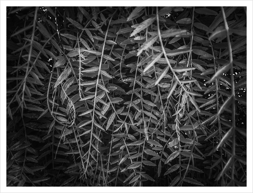 closeup leaves texture background in black and white Art Print by Timmy333