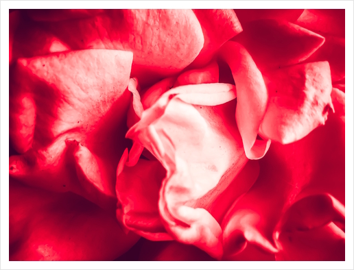 closeup blooming red rose texture abstract background Art Print by Timmy333