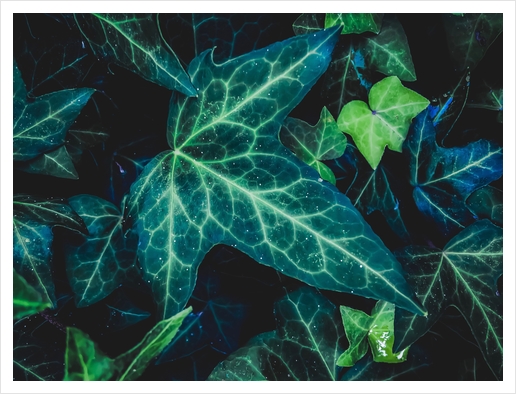 closeup green ivy leaves background Art Print by Timmy333