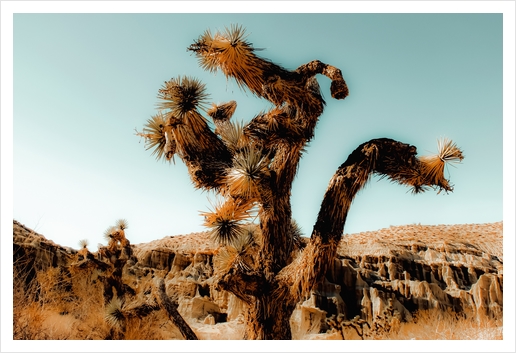 Cactus in the desert at Red Rock Canyon State Park, California, USA Art Print by Timmy333