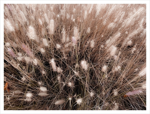 blooming grass flowers field texture abstract background Art Print by Timmy333