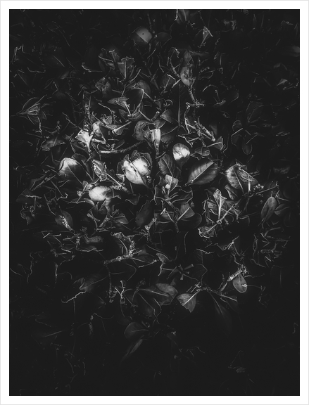 leaves texture in black and white Art Print by Timmy333