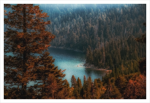 pine tree at Emerald Bay Lake Tahoe California USA Art Print by Timmy333