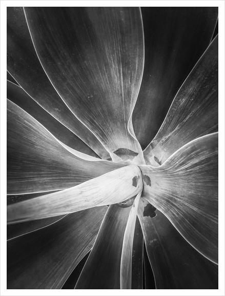 succulent plant texture in black and white Art Print by Timmy333