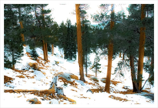 green pine tree with snow on the mountain at Palm Springs Aerial Tramway, California, USA Art Print by Timmy333