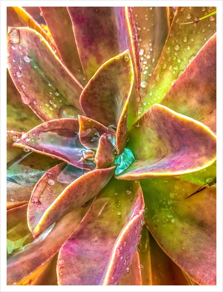 closeup green and pink succulent plant with water drop Art Print by Timmy333