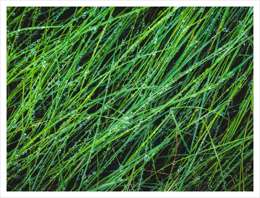 closeup green grass field texture with water drop Art Print by Timmy333