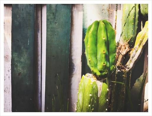 green cactus with green and white wood wall background Art Print by Timmy333