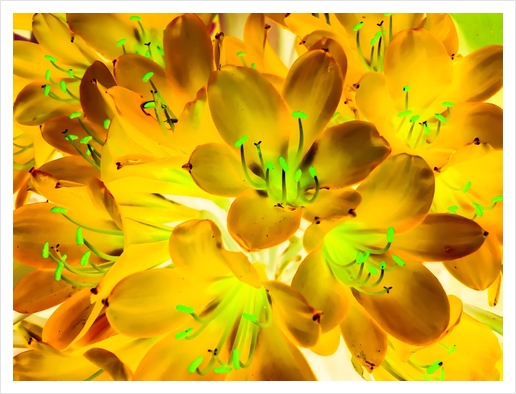 closeup yellow flower with green pollen background Art Print by Timmy333